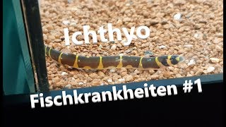 Ichthyo  Pünktchenkrankheit  Fischkrankheiten 01 [upl. by Nitnilc]