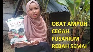 Mengobati Layu Fusarium dan Rebah Semai Cabe [upl. by Enamart]