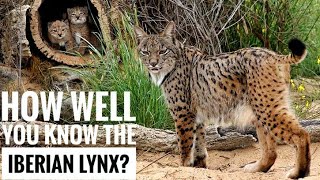 Iberian Lynx  Description Characteristics and Facts [upl. by Jerol]