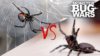 Spider vs Spider Showdowns 15  MONSTER BUG WARS [upl. by Andra]