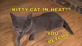 Young Cat In Heat Signs And Symptoms [upl. by Mortensen123]