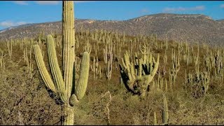 TehuacánCuicatlán origen de la agricultura en Mesoamérica [upl. by Aicenat492]