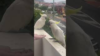 Wildlife ♥️ cockatiel australia manly queenscliff wildlife viralshort viralreels birds [upl. by Osnerol]