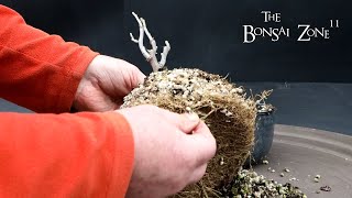 Pruning and Repotting My Wisteria The Bonsai Zone Feb 2024 [upl. by Ahtoelc]