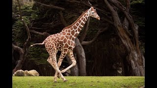 Funny Animal  Giraffe Running [upl. by Jolee]