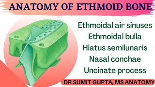 ETHMOID BONE  FEATURES amp ANATOMY [upl. by Ailil613]