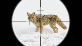 EPIC Coyote Hunting in the SNOW SCOPE CAM [upl. by Aiyotal355]