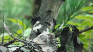 オオタカ雛vsスズメバチ  Vespidae vs Northern Goshawk baby bird [upl. by Spratt]