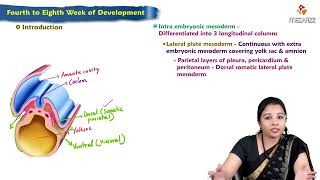 Fourth Week to Eighth Week Development  Embryology Lecture [upl. by Aderb]