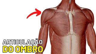 Anatomia da articulação do ombro Articulação glenoumeral Ligamentos movimentos face articular [upl. by Buckden]