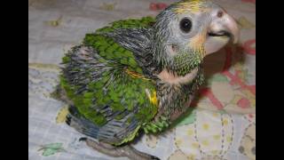 5 week old Yellow Shouldered Amazon Baby Parrot [upl. by Bozovich]