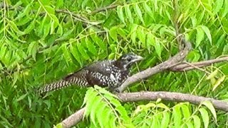 Morning call of cuckoo  koel nature wonder birds cuckoo entertainment birdslover [upl. by Kcir144]