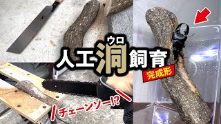 クワガタを“人工洞（ウロ）”で飼育する【スマトラヒラタ】 [upl. by Drofhsa]