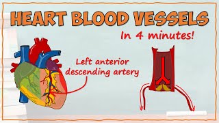 How The Heart Supplies Blood to Itself Part 1  Physiology [upl. by Abrahamsen639]