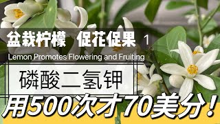 1，柠檬促花促果｜磷酸二氢钾超级便宜Potassium Dihydrogen Phosphate Promotes Lemon Flowering And Fruiting lemon plant [upl. by Leisha]