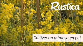 Cultiver un mimosa en pot [upl. by Reggis]