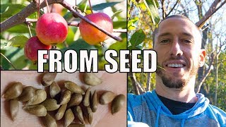 How To Grow An Apple Tree From SEED to FRUIT 🍎 In 3 YEARS [upl. by Holzman]