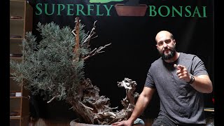 Mauro Stemberger  Massive Sierra Juniper at Superfly Bonsai [upl. by Ahsieni]