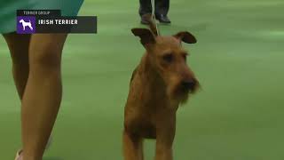 Irish Terriers  Breed Judging 2019 [upl. by Sirapal884]