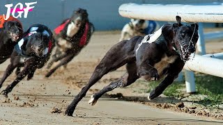 Irish Race Greyhounds  Track Race [upl. by Arvin]