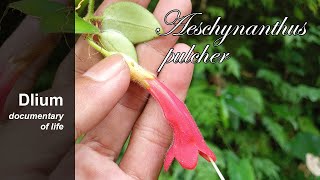 Lipstick plant Aeschynanthus pulcher [upl. by Adnalohs]