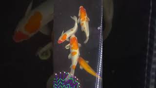 Aquarium with Beautiful Fish Relaxing Water Stream Noise with Sleep Sound I ASMR fish relaxing [upl. by Launcelot]