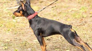 Dock Diving with a Doberman Pinscher Train Your Dog to Jump [upl. by Sliwa]