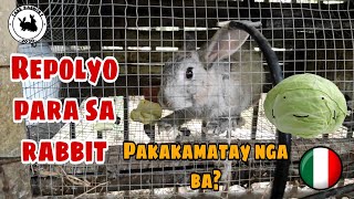 REPOLYO SA RABBIT MASAMA NGA BA  can rabbits eat cabbage everyday  RABBIT FARMING Philippines [upl. by Aymahs]