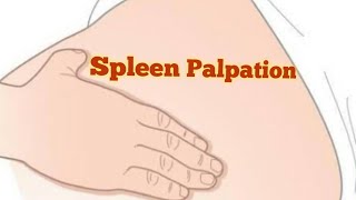 Spleen Palpation  Physical Examination  Techniques For clinical Practice☝️ [upl. by Yorgen]