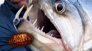 The Vampire Fish  SPECIAL EPISODE  River Monsters [upl. by Nekcarb993]