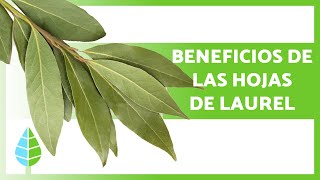 Para qué SIRVEN las HOJAS de LAUREL 🌿 Propiedades Beneficios y Cómo Tomarla [upl. by Carolynn923]