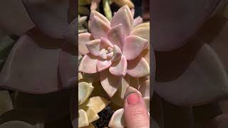 A versatile succulent Graptopetalum paraguayense quotGhost Plantquot [upl. by Anselm]