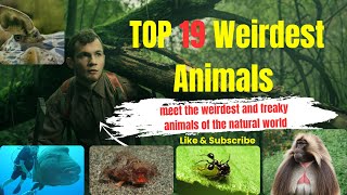 19 weirdest animals  meet the weird and freaky animals of the natural world [upl. by Nomyar]