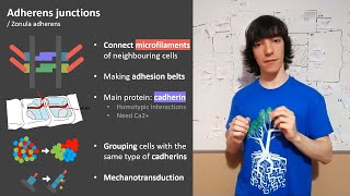 Adherens Junctions Structure and functions [upl. by Wootten]