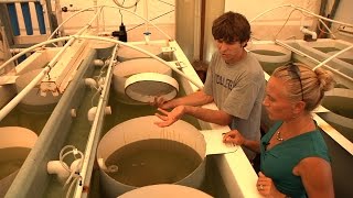 VOS1 07 Full Episode  Farming Oysters and Algae [upl. by Fleischer445]