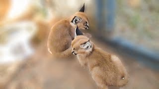 Tiny baby caracals are so pretty [upl. by Cheston820]