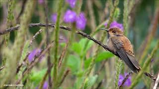 Brown Violetear Colibri delphinae [upl. by Tahpos103]