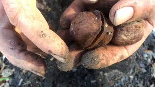 How to Graft Breadfruit onto Breadnut [upl. by Atreb929]