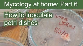 How to Inoculate Petri Dishes ∼ Mycology at Home Part 6 [upl. by Anid58]