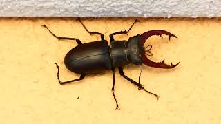 Hirschkäfer Riesen Käfer Der größte in Österreich und Deutschland Lucanus cervus Big Stag Beetle [upl. by Kcirrez]