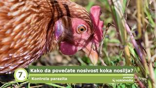 Kako da vaše KOKE Nosilje Daju VIŠE JAJA  How to Make Hens More Productive [upl. by Okeim854]