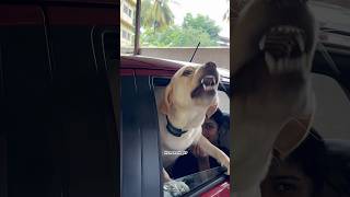 Aggressive Labrador training 🐾monomarkk9 dogtraining kerala offleashdogtraining [upl. by Alul]