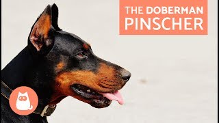 All About the Doberman Pinscher  Traits and Training [upl. by Giusto]