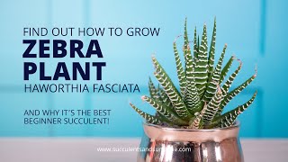 How to take care of Haworthia fasciata quotZebra Plantquot [upl. by Anairad807]