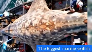 The Biggest marine Seafish [upl. by Eiralam]