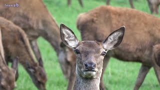 GRUNTBARK HIND  RED DEER Cervus elaphus [upl. by Okiruy]