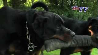 Rottweiler Informationen zur Rasse [upl. by Emelda175]