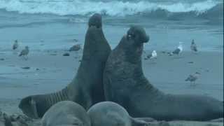 Elephant Seal Combat Año Nuevo State Park 1242013 [upl. by Wallack]