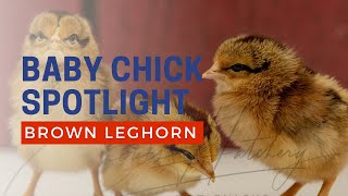 Brown Leghorn baby chicks hatching at Cackle Hatchery [upl. by Bashee]