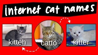 Kitteh Kitter and Catto  internet names for cats [upl. by Lamonica141]